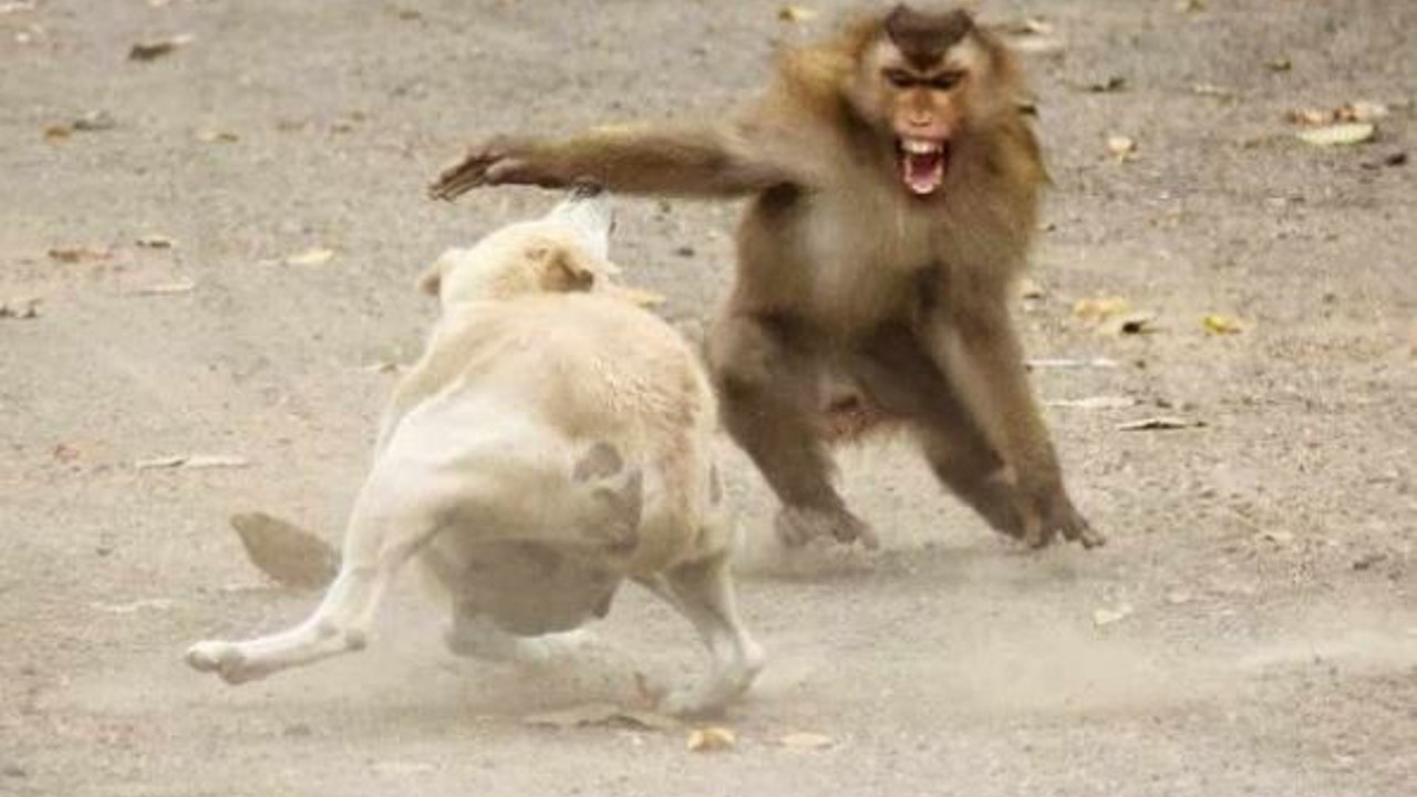 Hindistan'da maymunlar 250 köpeği binalardan atarak öldürdü