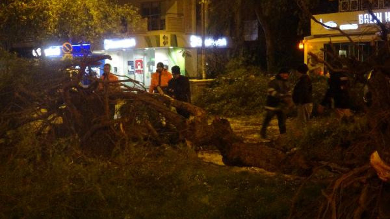 İzmir'de şiddetli rüzgar ağaçları kökünden söktü