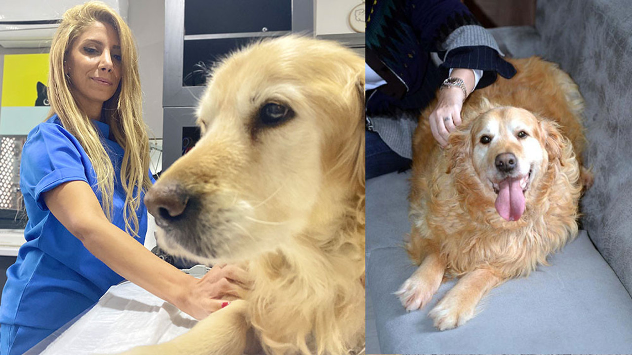 Obez köpeğin büyük başarısı