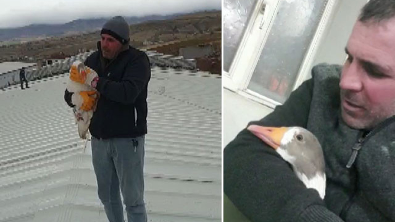 Yolda bulduğu kazı yanından ayırmıyor