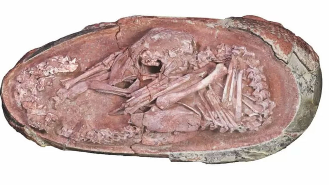 66 milyon yıllık dinozor embriyosu bulundu