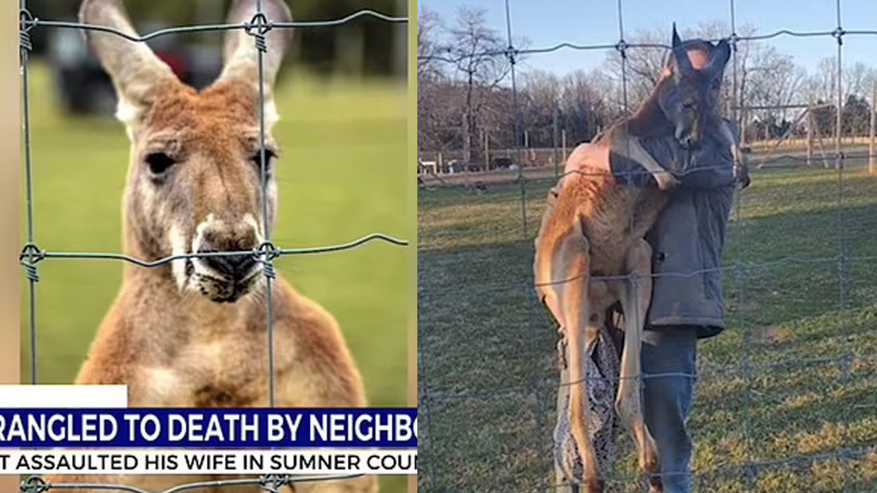 Karısına saldıran kanguruyu elleriyle boğarak öldürdü