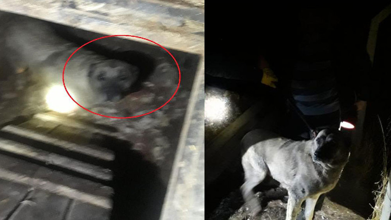 Kuyudan gelen sesleri duyan telefona sarıldı