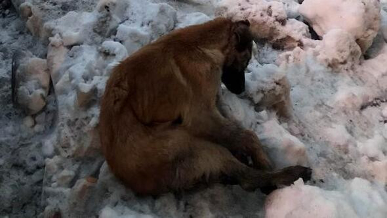-20 derecede köpek dondu kaldı