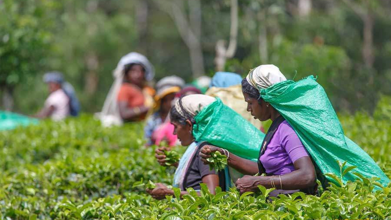 Sri Lanka, petrol borcunu çayla ödeyecek