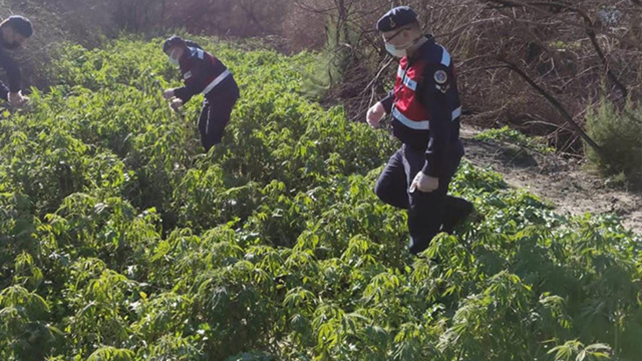 Milas'ta 17 bin 660 kök Hint keneviri ele geçirildi