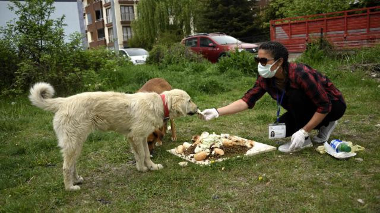 Sahipsiz hayvanlarla ilgili 81 il valiliğine genelge