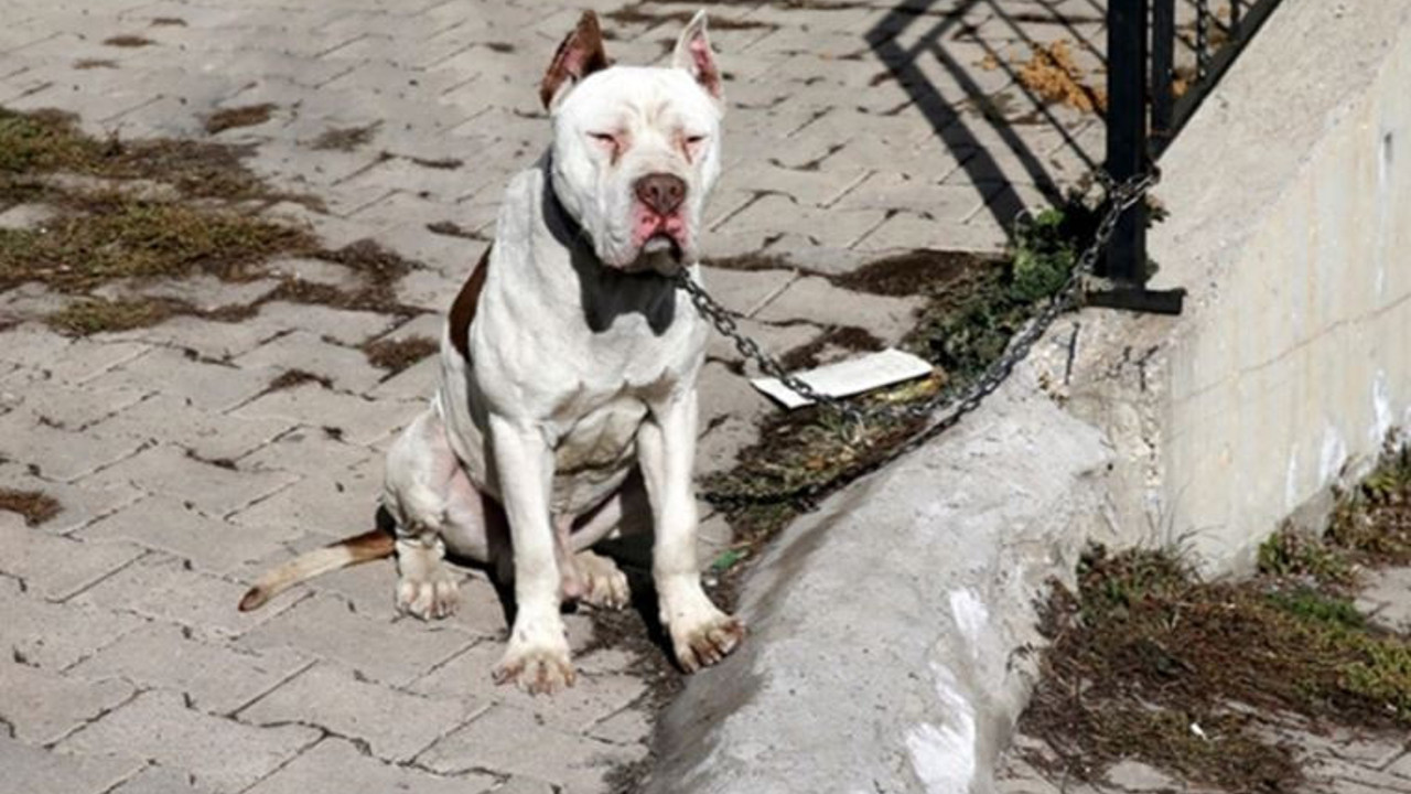 Sahibi bırakıp kaçtı, hayvan barınağına götürüldü