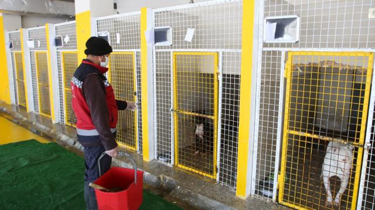 Van'da terk edilen 14 Pitbull barınağa alındı