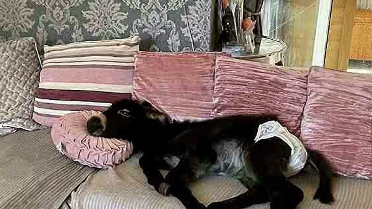 Annesi tarafından terk edilen sıpa kendini köpek sanıyor