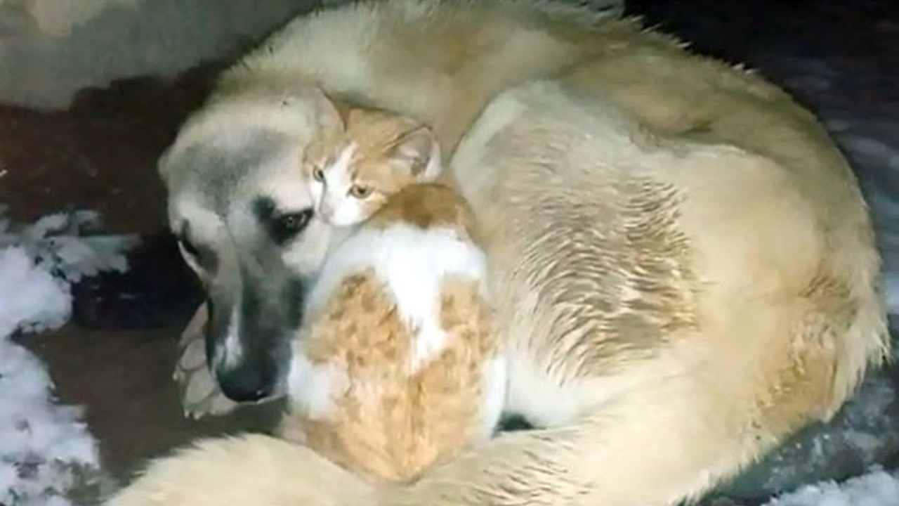 Kedi ile köpeğin soğuk hava dostluğu yürekleri ısıttı