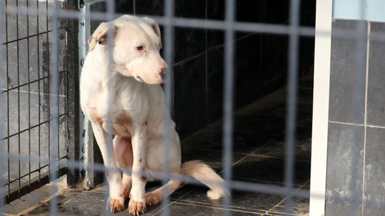 'Yasaklı ırk’ dramı