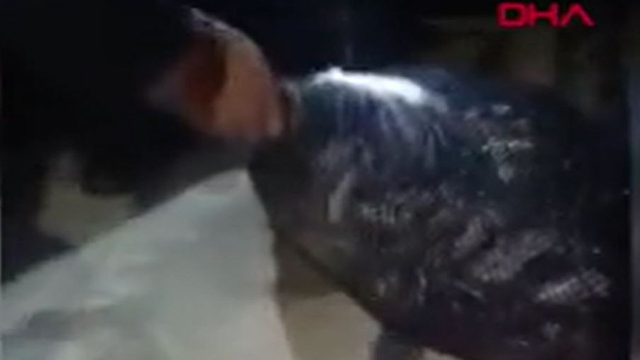 Deniz patlıcanı avlayan 5 kişiye rekor ceza