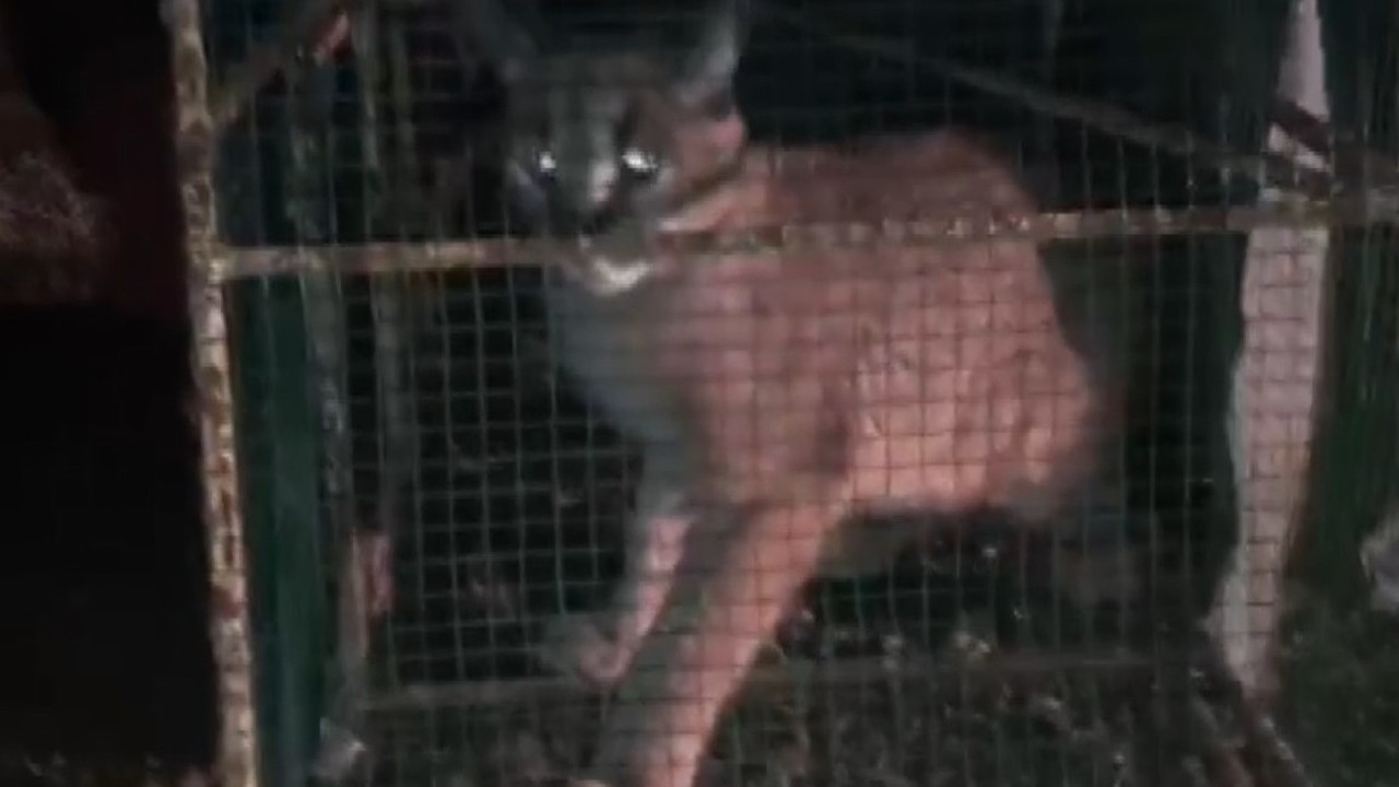 Antalya’da karakulak operasyonu