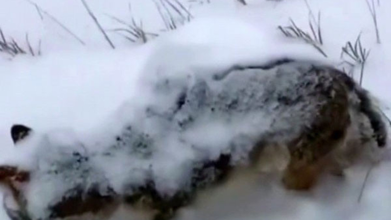 Erzurum o kadar soğuk ki kurt ayakta dondu. İnanılmaz görüntü