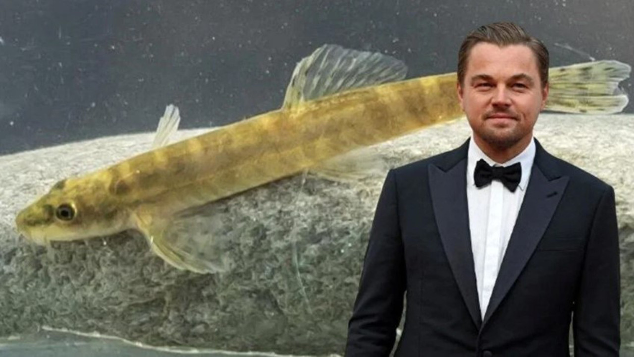 Leonardo DiCaprio'nun Türkiye paylaşımı heyecan yarattı