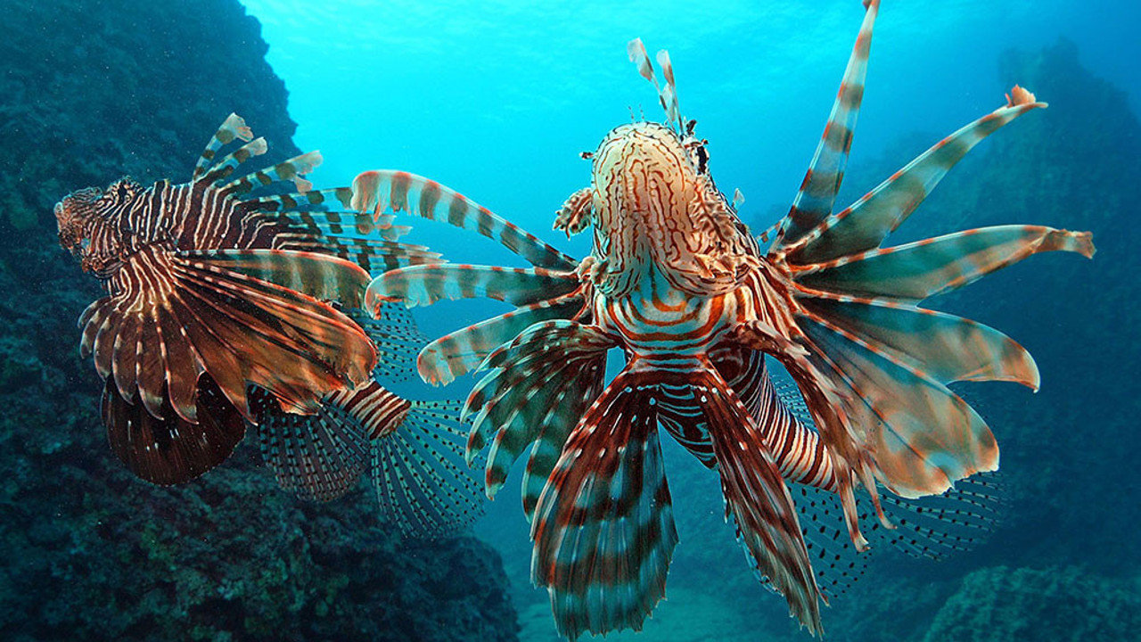Antalya Körfezi istila altında. Sayıları gittikçe artıyor