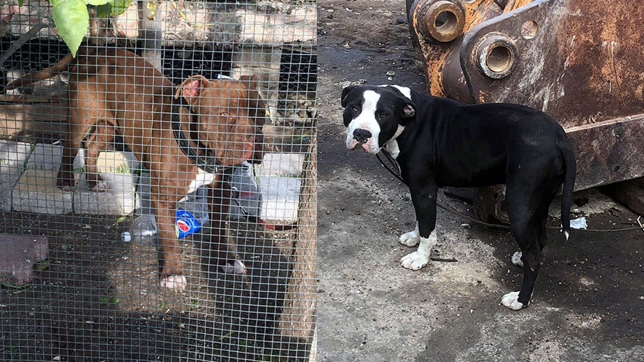 Adana'da 70 köpeğe el koyuldu