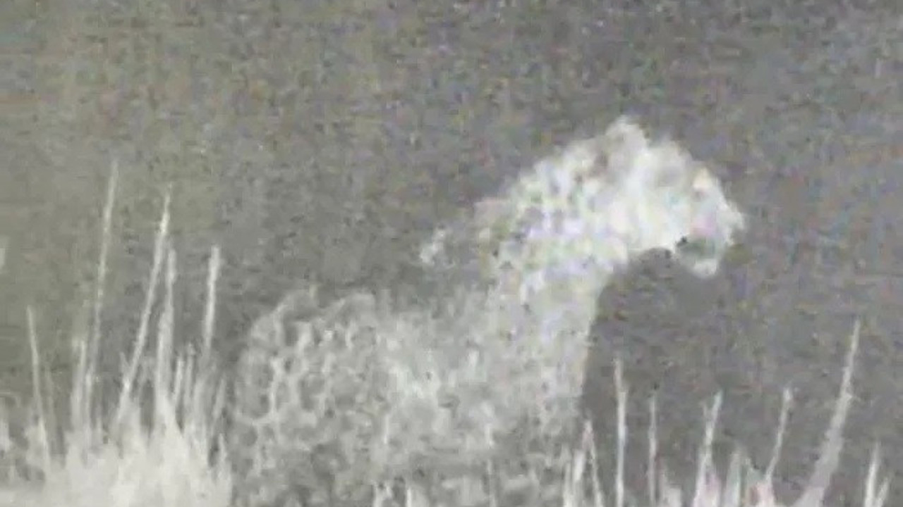 Türkiye'de ikinci kez bir leopar kameralara yakalandı.