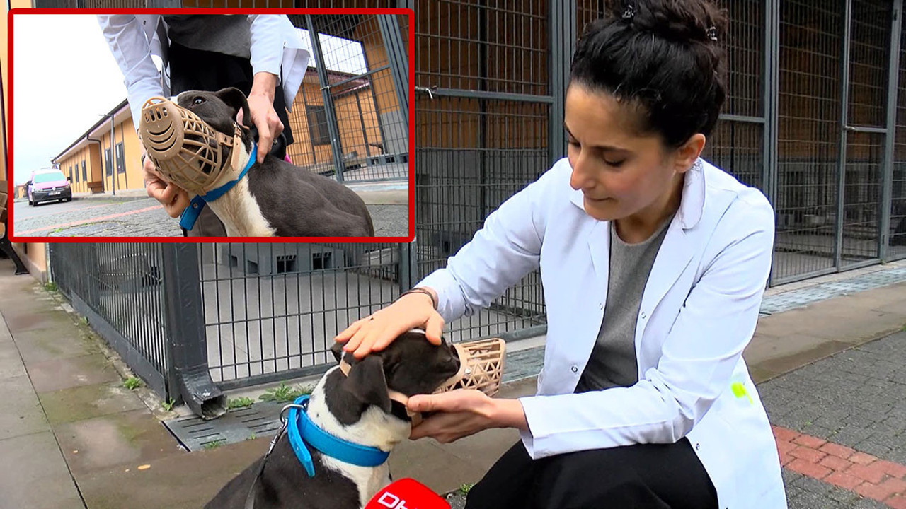 Barınaklar Pitbull ile doldu taştı