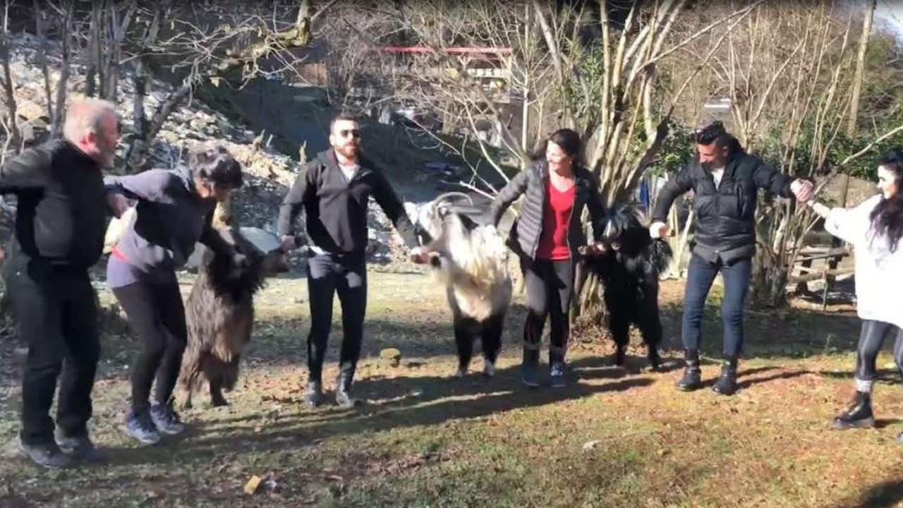 Keçilere horon teptirdiler