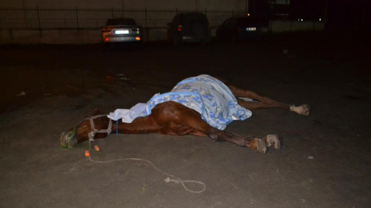 Vicdansızlar atı ölüme terk etti