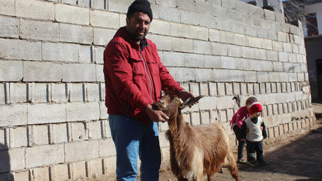 10 yaşındaki keçinin boynuzu kulağı geçti