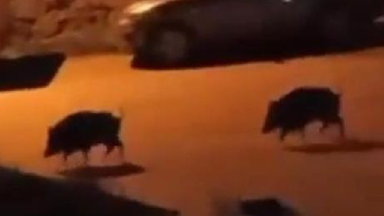 Bursa'da domuz sürüsü şehre indi