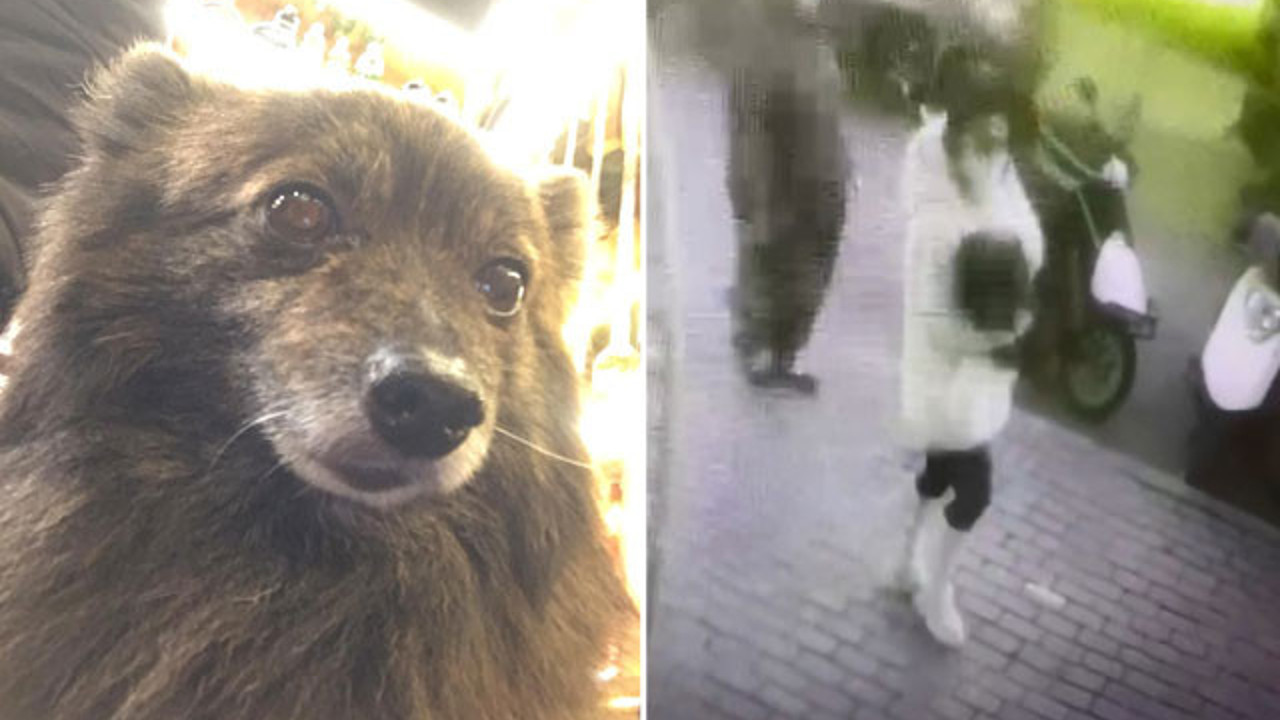 Tilkiyi kucakladı ve çaldı