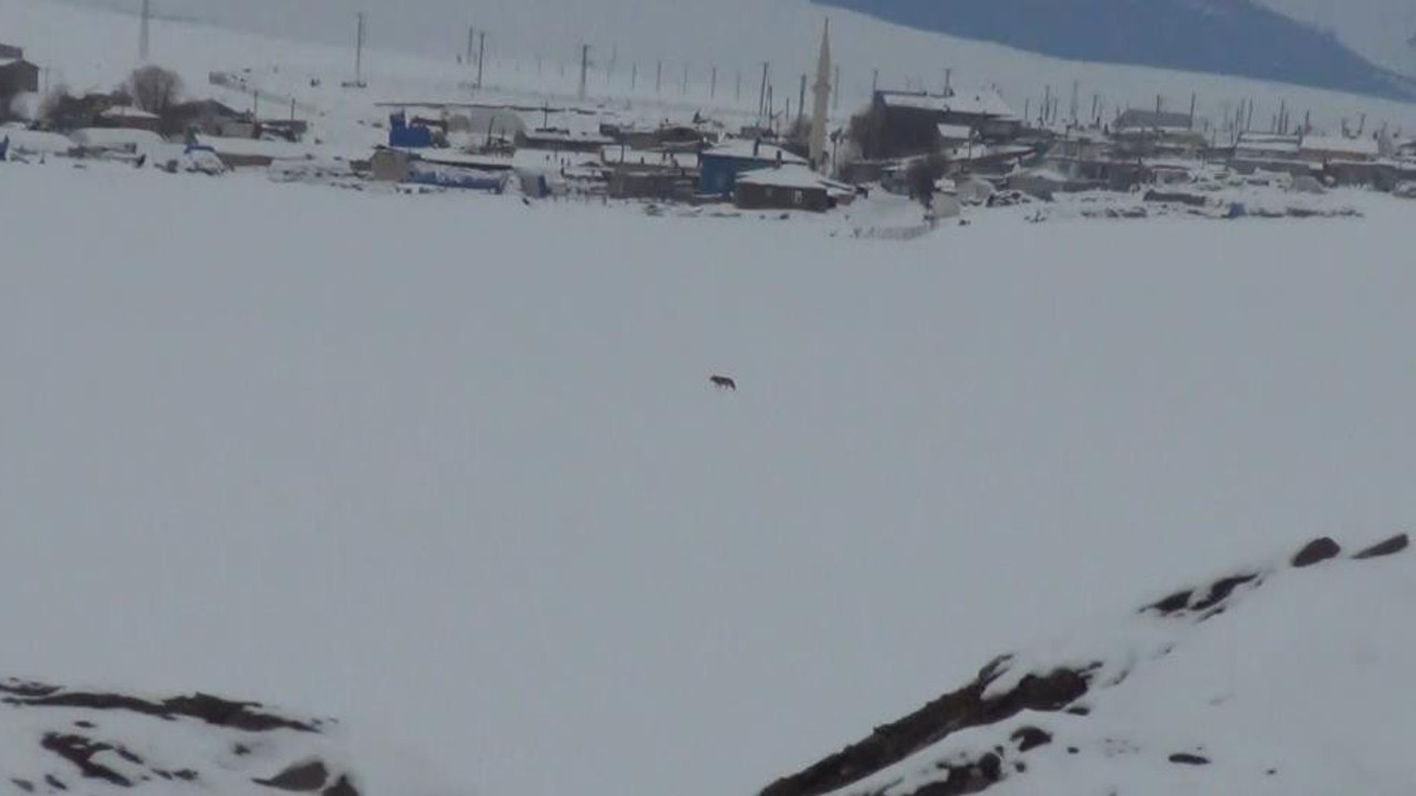 Kars’ta aç kalan kurt korku saçtı