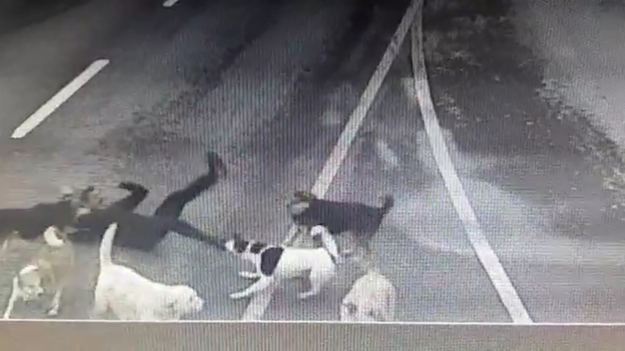 Bakırköy’de yürüyüş yapan iş adamına 6 köpek saldırdı. Beyler buna ne diyecek! Defalarca ısırıldı