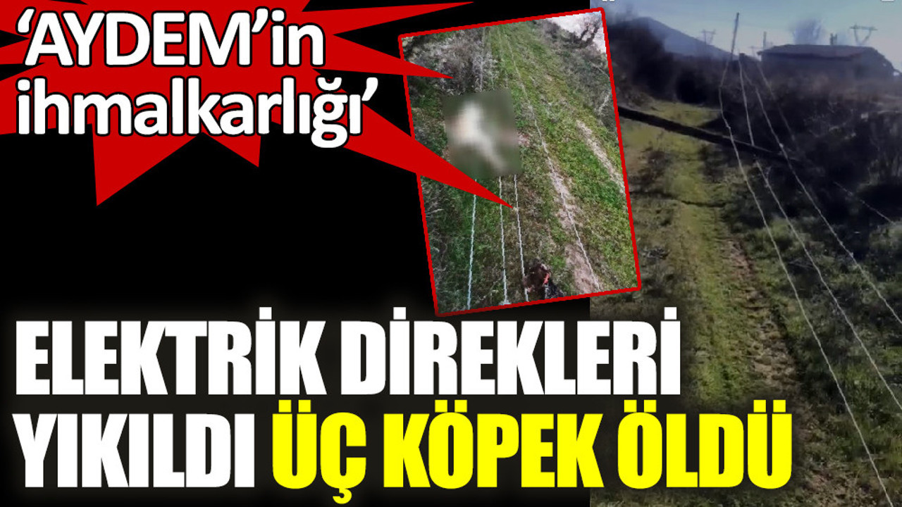 Elektrik direkleri yıkıldı üç köpek öldü