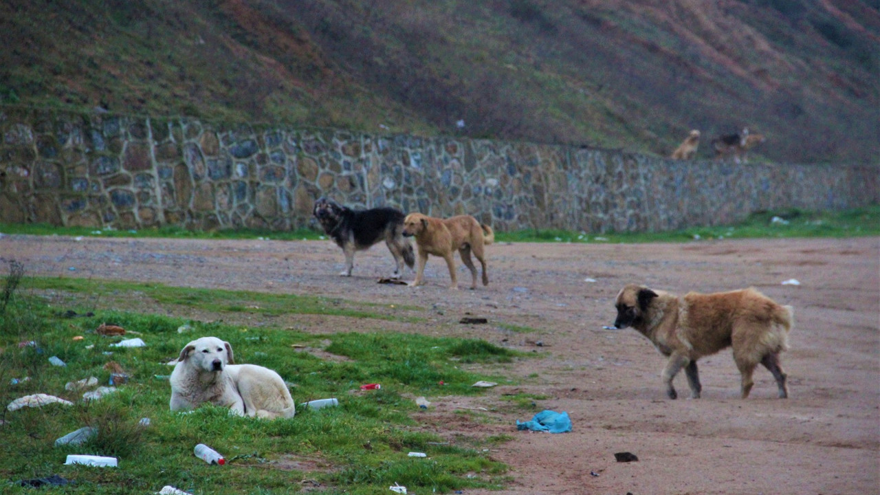 İstanbul’da toplayıp Gebze’ye bırakıyorlar. Sokak köpeği sorununa çare bulundu