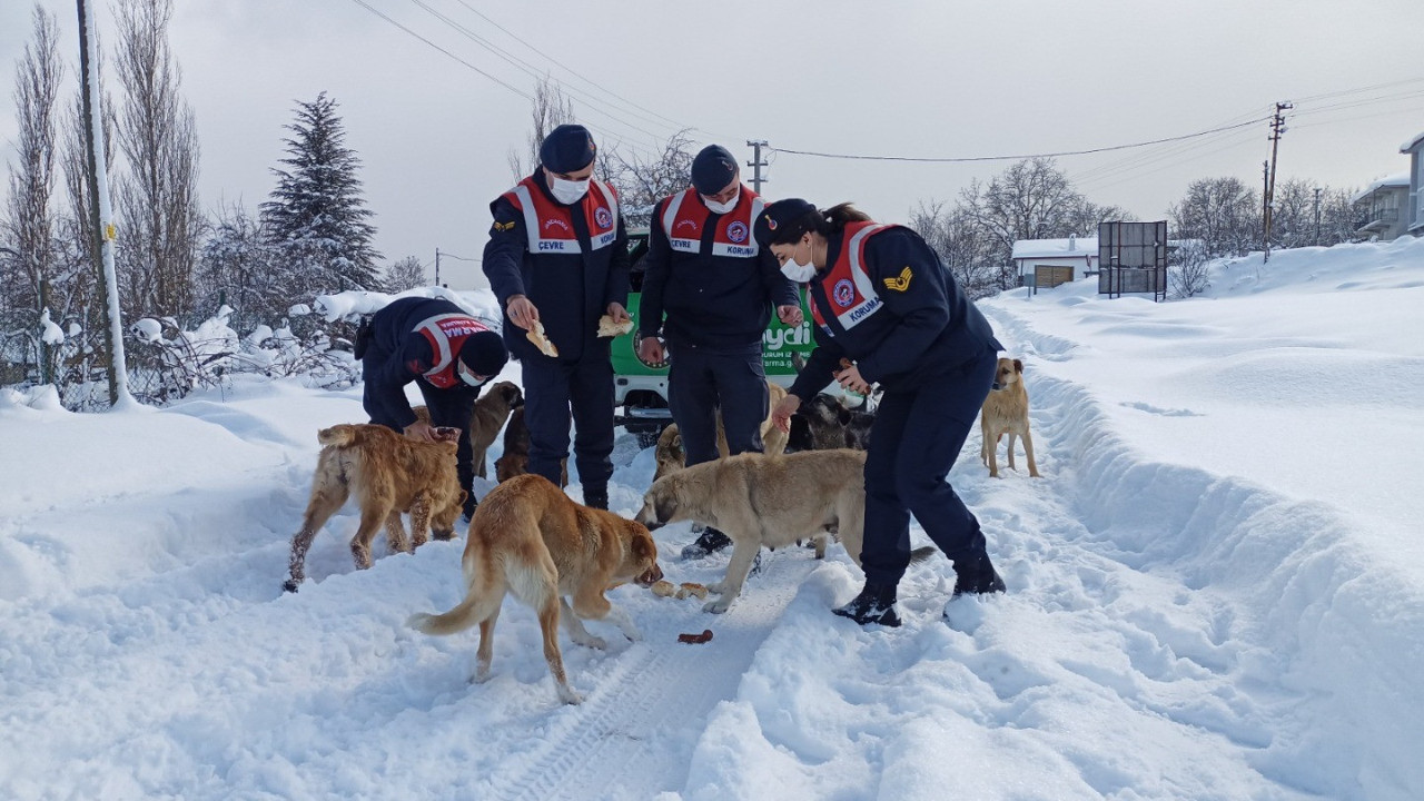 Yem bulmakta zorluk çeken hayvanlar unutulmadı