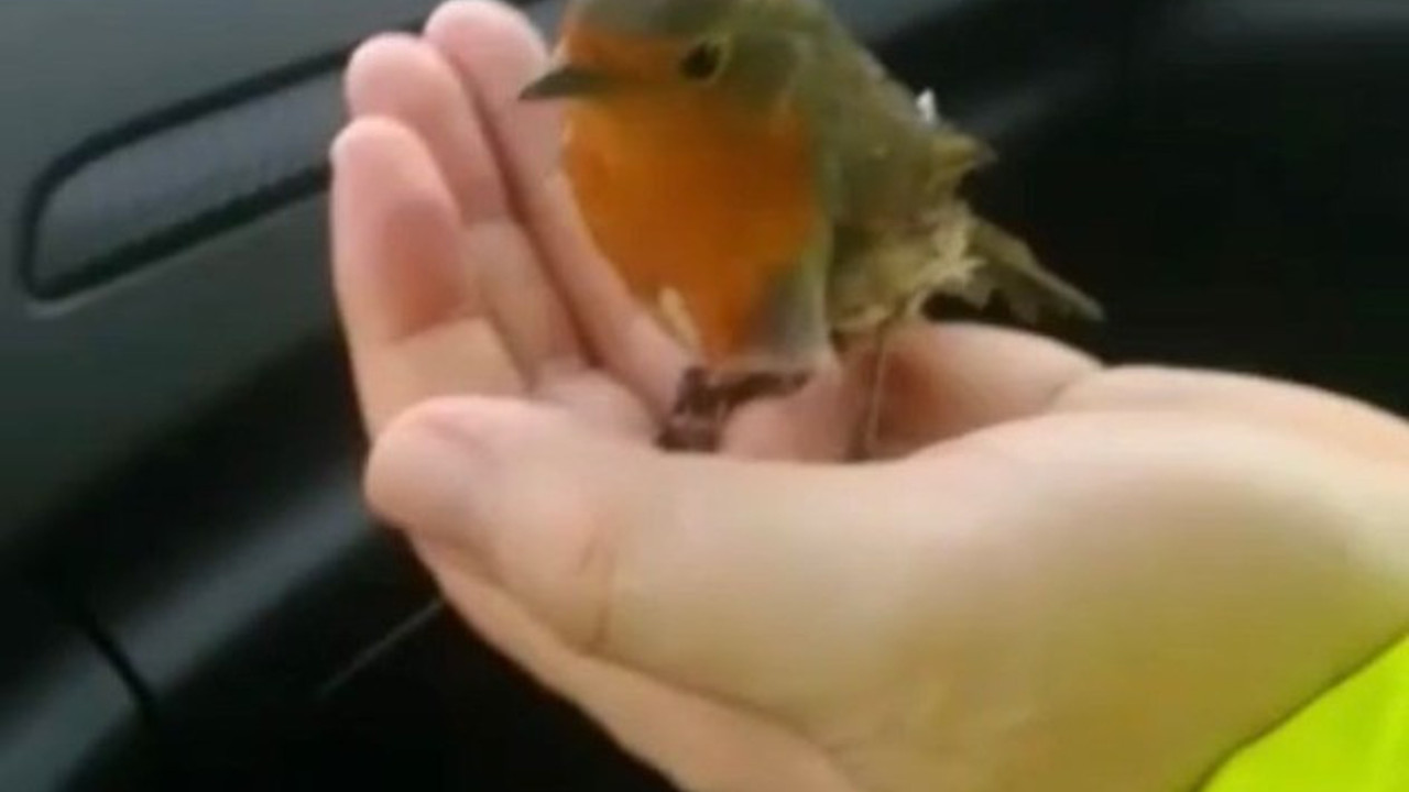 Soğuktan donmak üzere olan kuşa polis şefkati