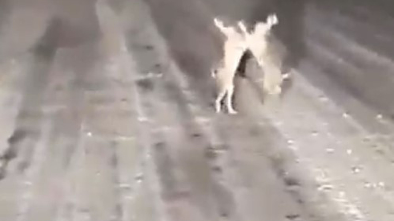 Eksi 15 derecede tavşanların bitmek bilmeyen kavgası. Kameranın şarjı dayanmadı