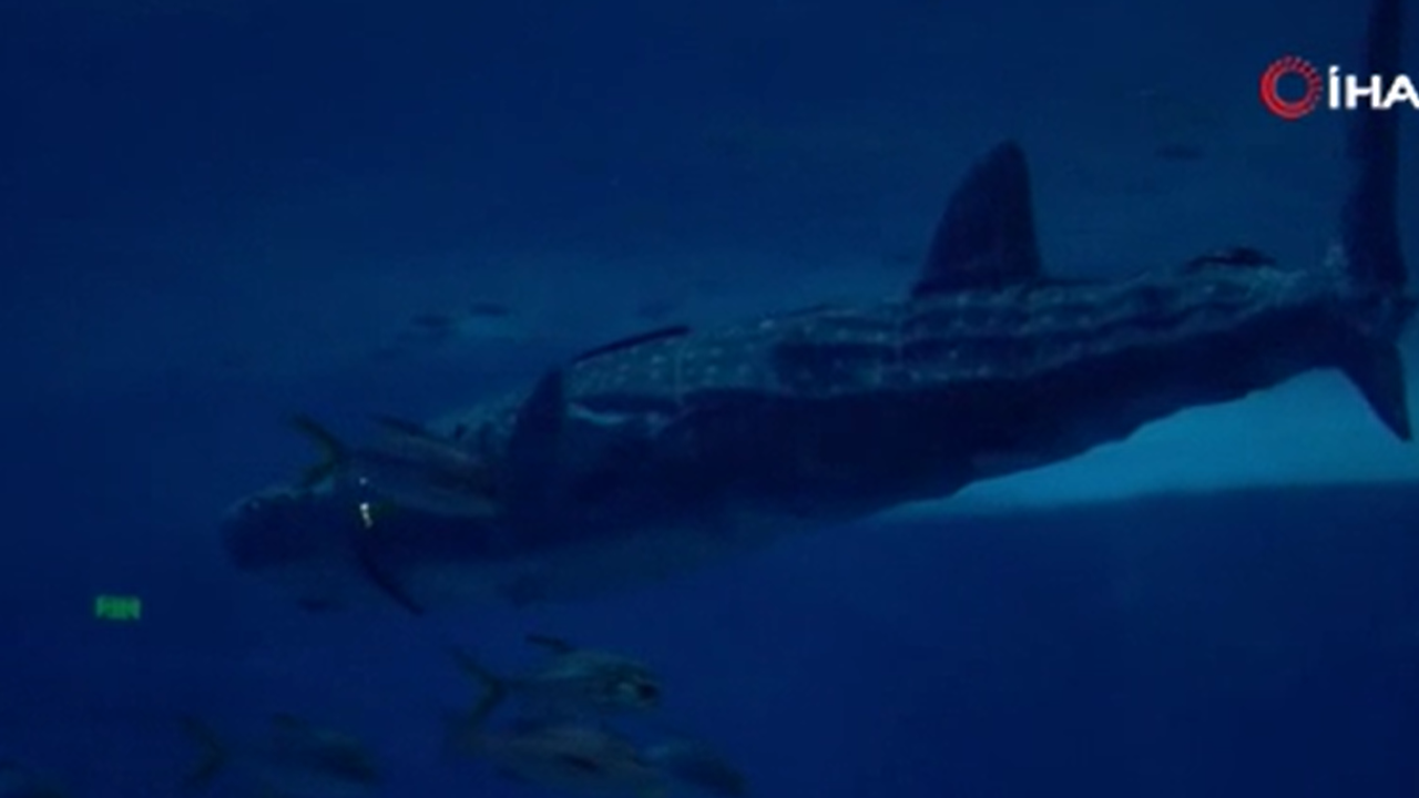 Robot köpekbalığı görücüye çıktı