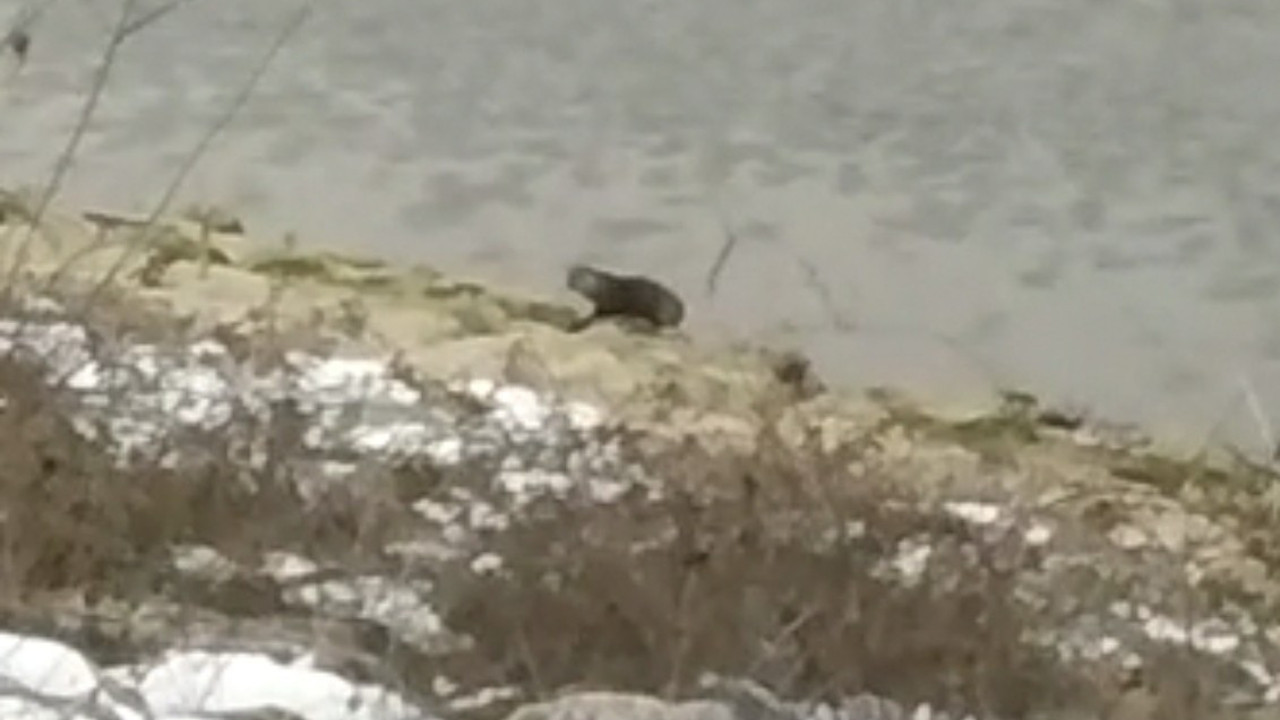 Bursa'da 'su samuru' şaşkınlığı