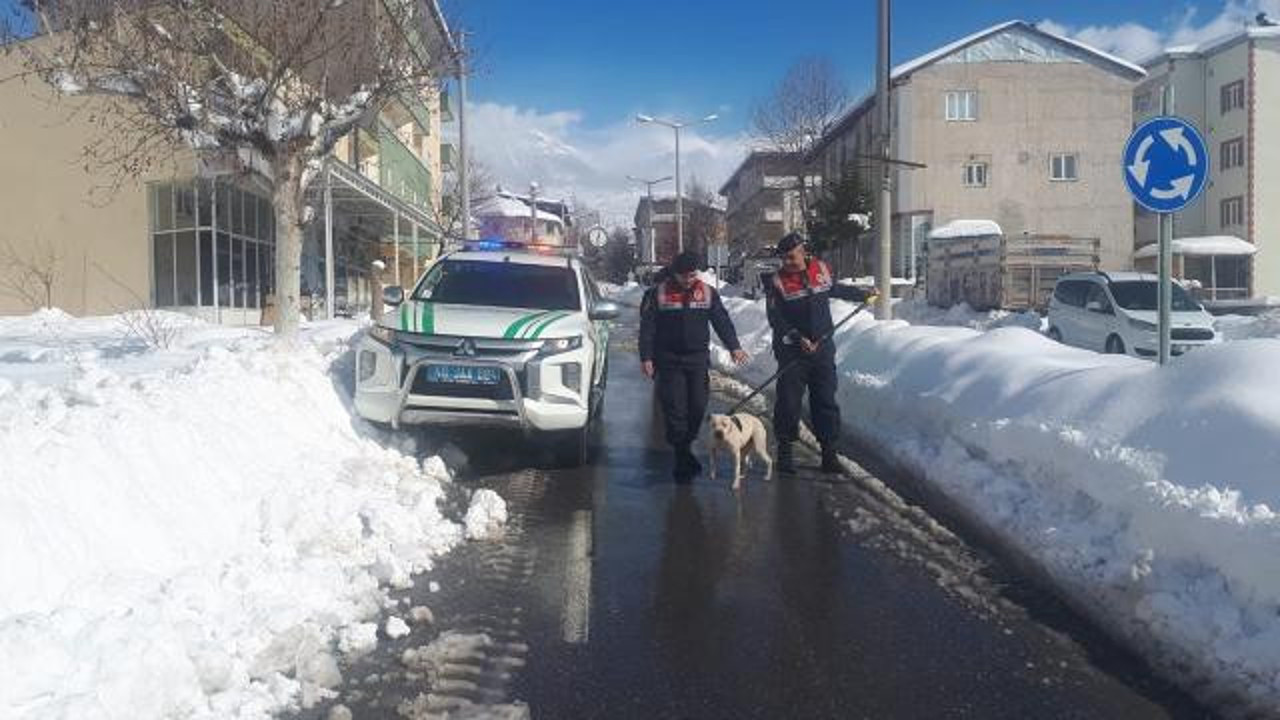 Kahramanmaraş'ta başıboş gezen pitbull barınağa gönderildi