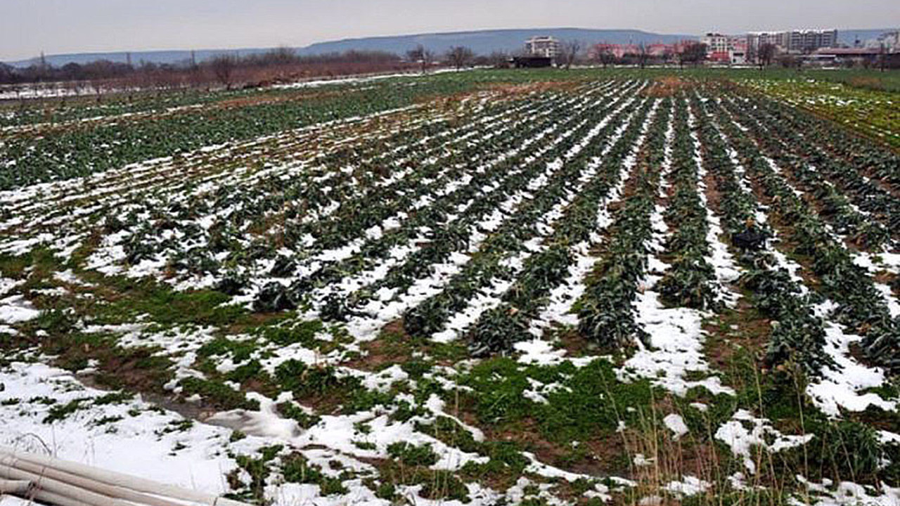 Ziraat Mühendisleri Odası Başkanı açıkladı. Kar yağışı tarımı nasıl etkiledi.