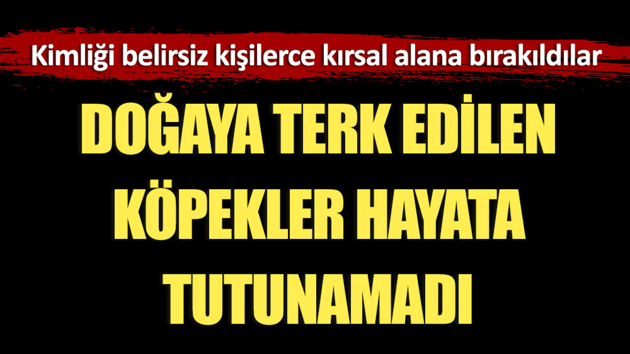 Doğaya terk edilen köpekler hayata tutunamadı