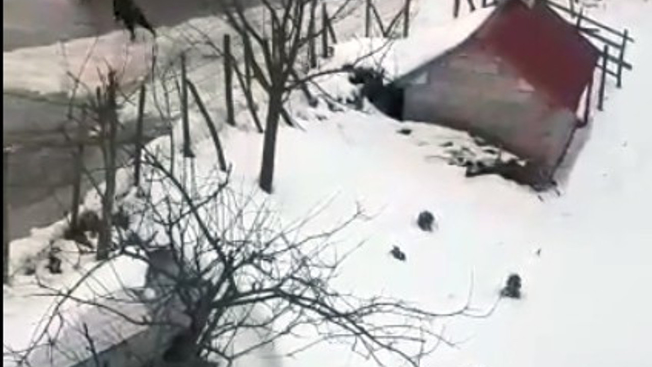 Ne yapacağını şaşırdı! Domuzdan kaçan genç, kendini otomobilin üzerine attı