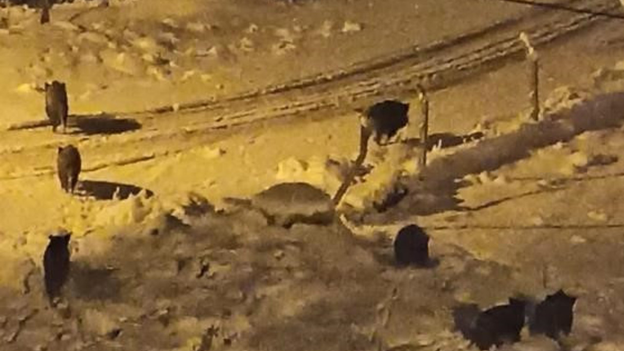 Balkonlara çıkan öğretmen çift şok yaşadı