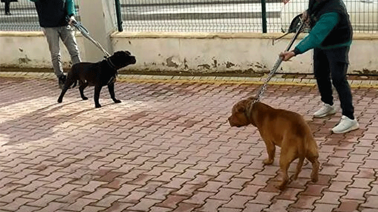 Pitbull cinsi köpekler iddianamede silah sayıldı