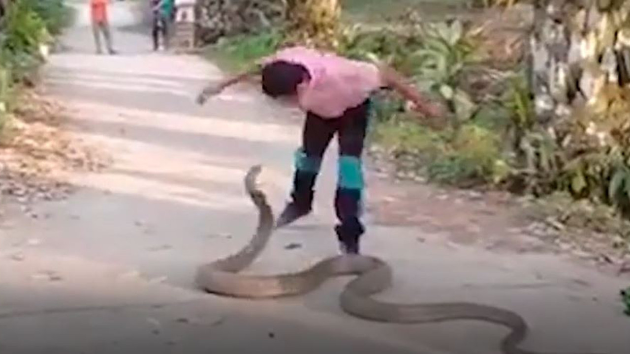 4.5 metrelik kobra insana karşı