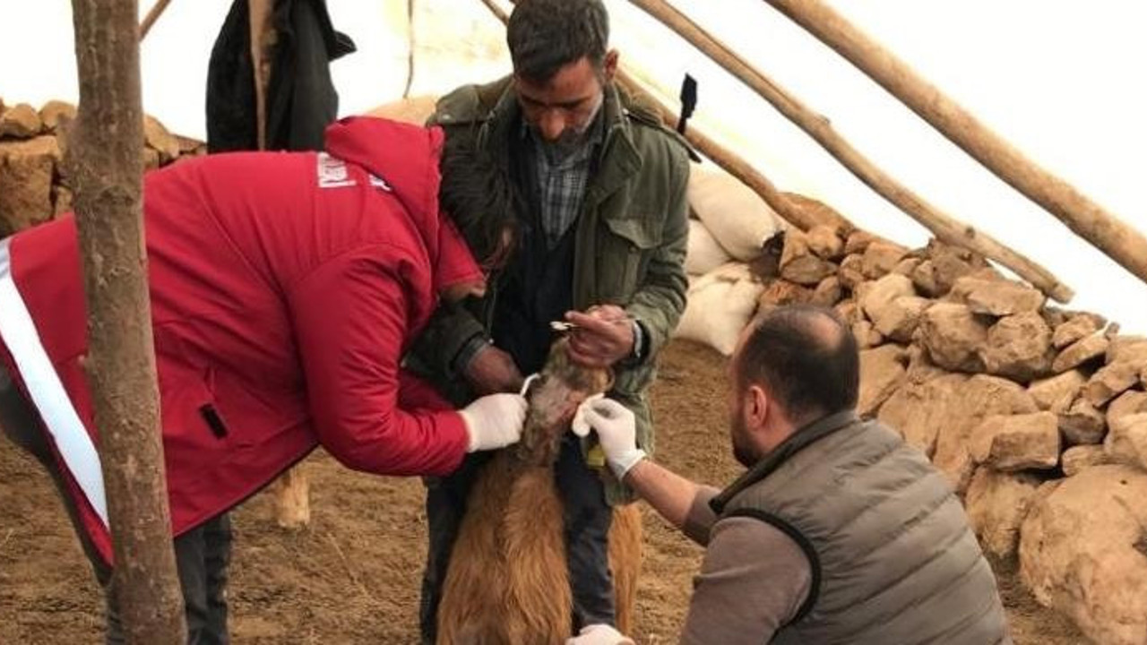 Aç kurtlar keçilere saldırdı