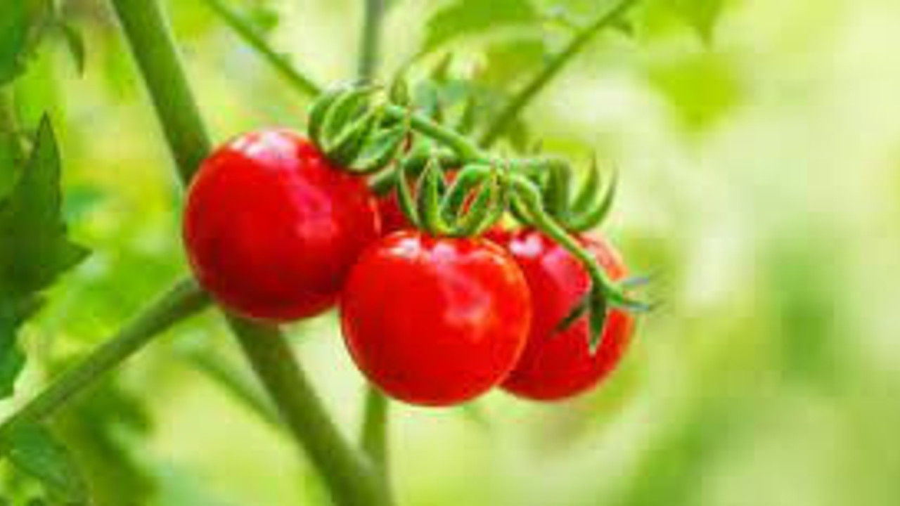 Domates felç riskini azaltıyor