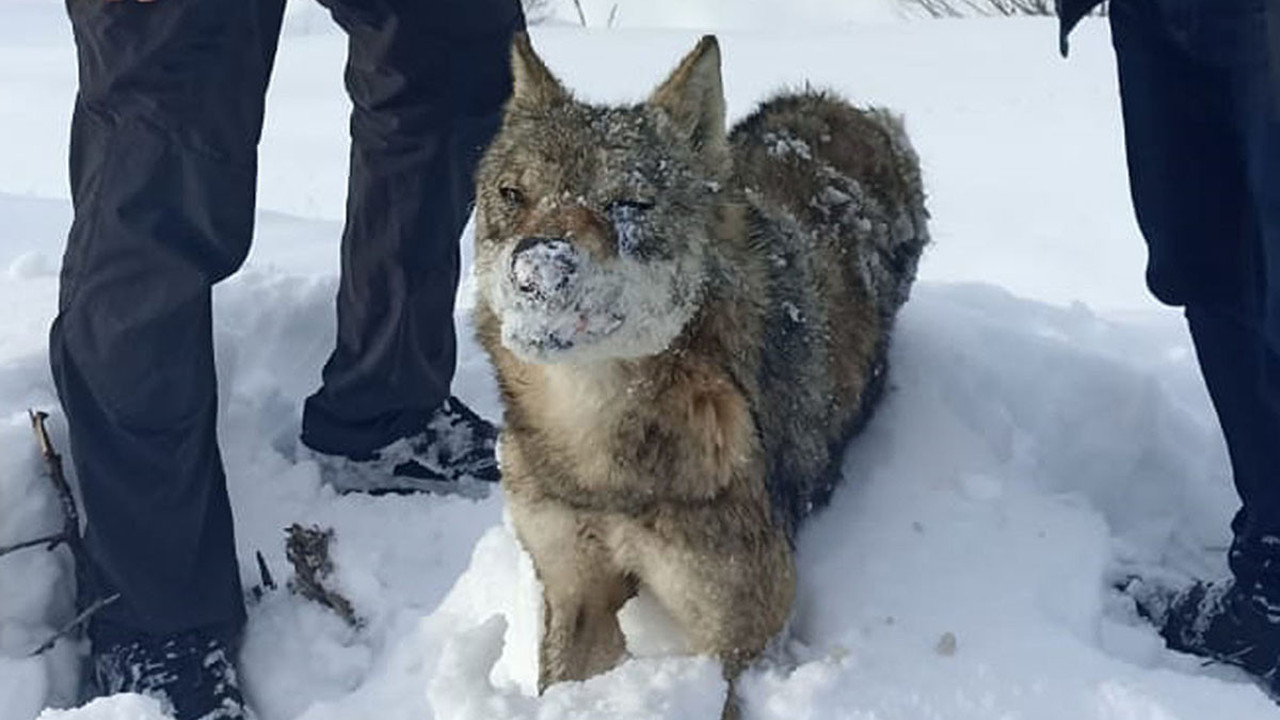 Kurt ayakta dondu! Sivas bu görüntüyle çalkalanıyor