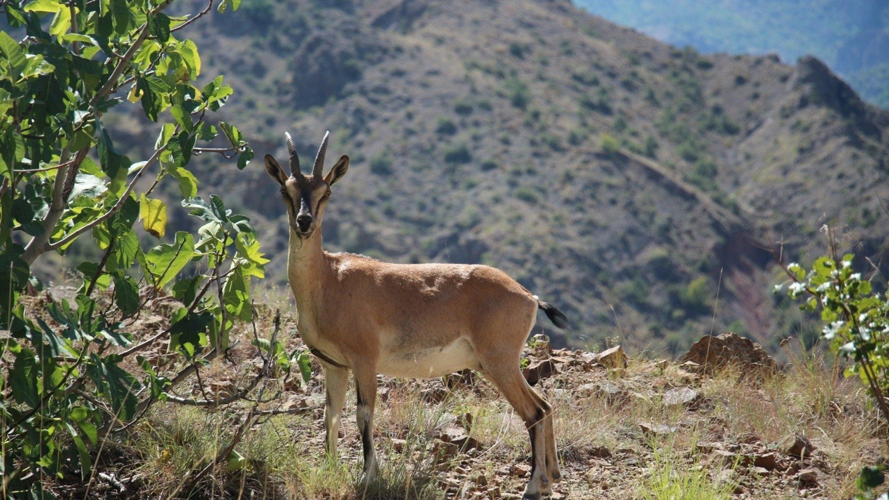 Danıştay, yaban keçisi avlama ihalelerini iptal etti