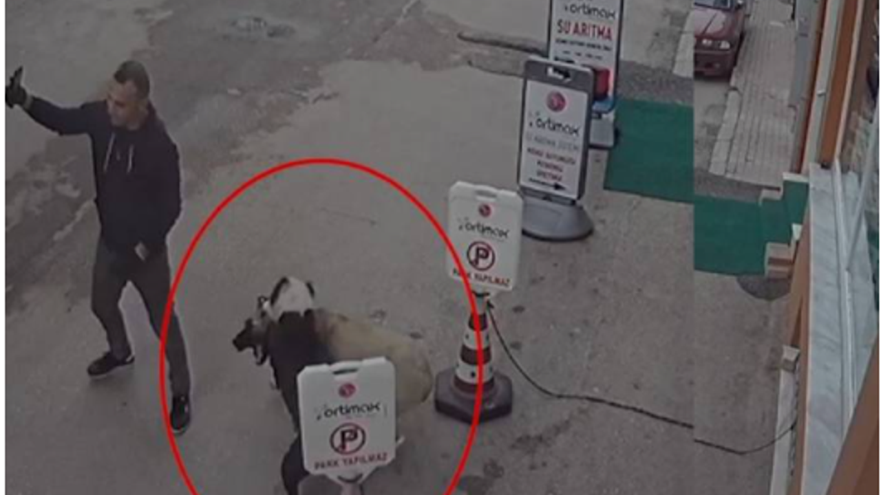 Pitbull köpeğini sokak köpeğine saldırttı, selfie çekti! Böyle vicdansızlık görülmedi